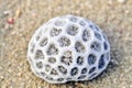 Dried stony coral Royalty Free Stock Photo