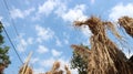 Dried straw , blue sky, cultural