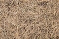 Dried straw over soil Royalty Free Stock Photo