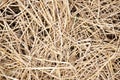 Dried straw over soil Royalty Free Stock Photo