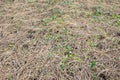 Dried straw over soil Royalty Free Stock Photo