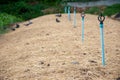 Dried straw over soil Royalty Free Stock Photo