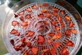 Dried Strawberry Slices