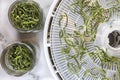 Dried string beans on a dehydrating tray and in jars for food preservation Royalty Free Stock Photo