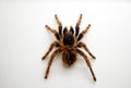 A dried stuffed insect. Tarantula spider.State Zoological Darwin Museum.