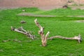 Dead dry stumps with green moss grass Royalty Free Stock Photo