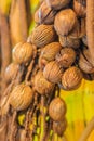 Dried Suicide seed, Pong-pong, Othalanga (Cerbera oddloam) fruit Royalty Free Stock Photo