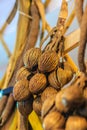 Dried Suicide seed, Pong-pong, Othalanga (Cerbera oddloam) fruit Royalty Free Stock Photo