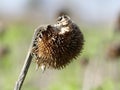 Dried sunflower on a blurred background in early spring Royalty Free Stock Photo
