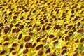 Dried sunflower field Royalty Free Stock Photo