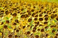 Dried sunflower field Royalty Free Stock Photo