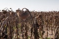 Dried sunflower field Royalty Free Stock Photo