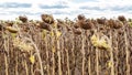 Dried sunflower field. The concept of global warming as the cause of the food crisis. Sunflower crop failure due to lack of water Royalty Free Stock Photo