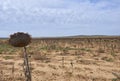 Dried Sunflower Field Royalty Free Stock Photo