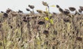 Dried sunflower field with the sun in the background Royalty Free Stock Photo