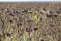 Dried sunflower field with the sun in the background Royalty Free Stock Photo