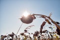 Dried sunflower field with the sun in the background Royalty Free Stock Photo