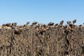 Dried sunflower field. Unharvested sunflower harvest in September, dried sunflower. Climate change, crop loss. Selective focus, Royalty Free Stock Photo