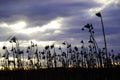 Dried sunflower field in winter Royalty Free Stock Photo