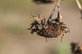 Dried sunflower with grains against sunset sunlight Royalty Free Stock Photo