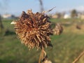 Dried Sunflower with green background autumn season Royalty Free Stock Photo