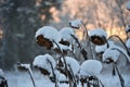 Dried sunflower heads covered with snow. Royalty Free Stock Photo