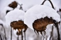 Dried sunflower heads covered with snow. Royalty Free Stock Photo