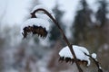 Dried sunflower heads covered with snow. Royalty Free Stock Photo