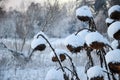 Dried sunflower heads covered with snow. Royalty Free Stock Photo