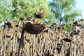 Dried sunflower heads on the sunflower field Royalty Free Stock Photo