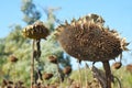 Dried sunflower heads ready for harvesting. Sunflower heads should dry in about two to four weeks. The larger the flower the