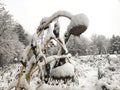 Dried sunflower frozen and snow-covered in natural flower field in picturesque snowy scenery in late November Royalty Free Stock Photo