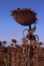 Dried sunflower plants waiting on field before harvesting Royalty Free Stock Photo