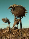 Dried sunflower plants waiting on field before harvesting Royalty Free Stock Photo