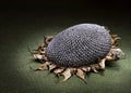 Dried sunflower seedhead, light painting on green. Royalty Free Stock Photo