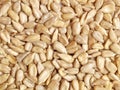 Dried sunflower seeds Royalty Free Stock Photo