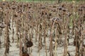 Dried sunflowers Royalty Free Stock Photo
