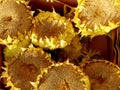 Dried Sunflowers