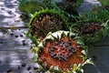 Dried sunflowers on bench