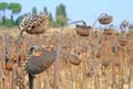 Dried sunflowers Royalty Free Stock Photo