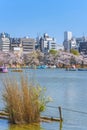 Susuki grass and boats on Shinobazu pond of Ueno park with cherry blossoms.