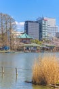 Susuki grass and boats moored at the pontoon of Shinobazu pond in Ueno park during sakura festival.