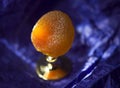 Dried sweet apricot Royalty Free Stock Photo