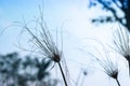 Dried tall grass against blue sky blur background Royalty Free Stock Photo