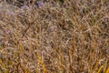 Dried tall grass closeup view Royalty Free Stock Photo
