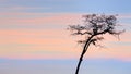Dried and tall silhouette tree Royalty Free Stock Photo