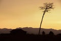 Dried and tall silhouette tree Royalty Free Stock Photo