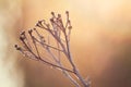 Dried tansy under the sun rays in the foggy morning