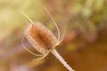Dried Teasel (Dipsacus fullonum) Royalty Free Stock Photo