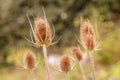 Dried Teasel (Dipsacus fullonum) Royalty Free Stock Photo